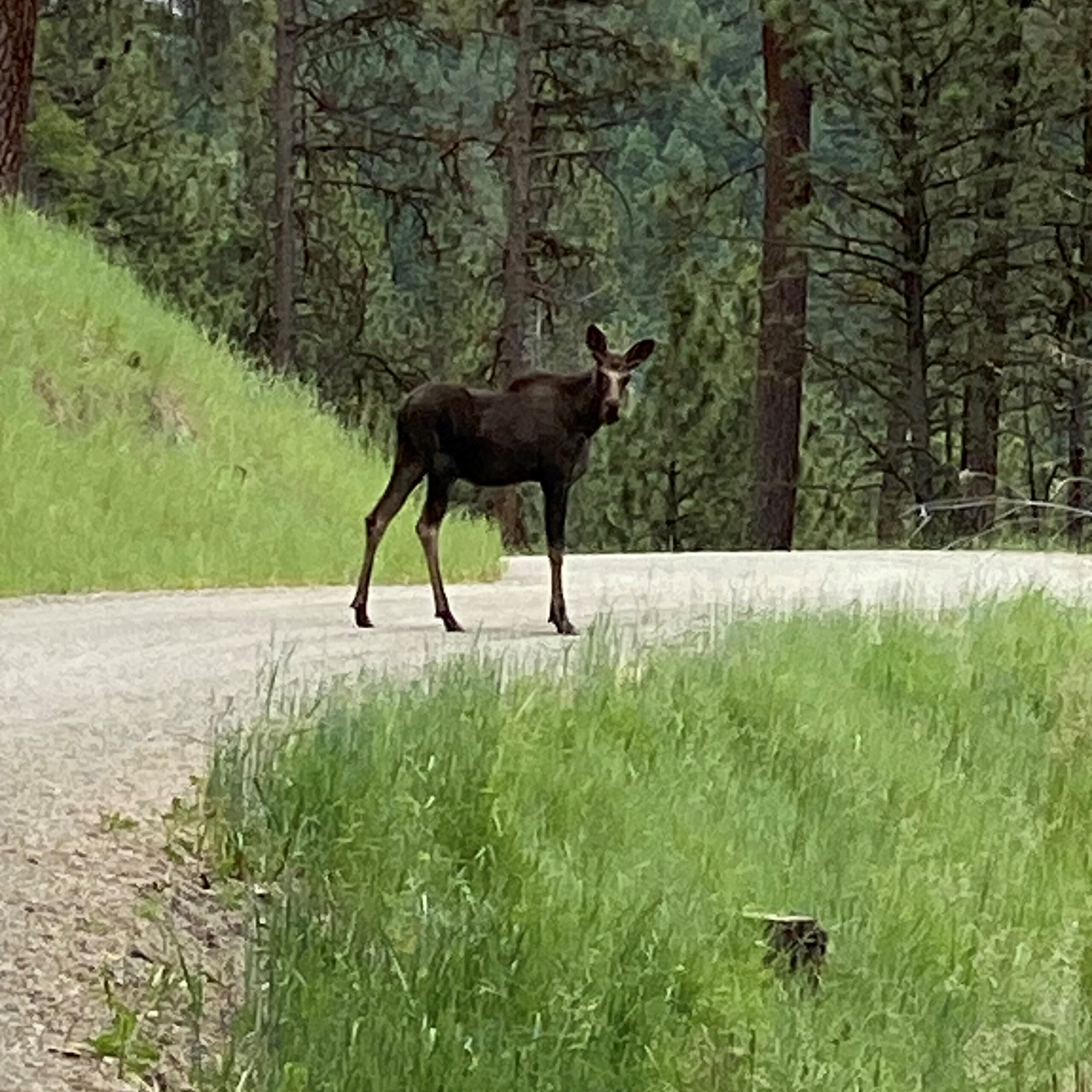 Moose